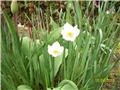 mini narcis, sunovrat - lat. narcissus